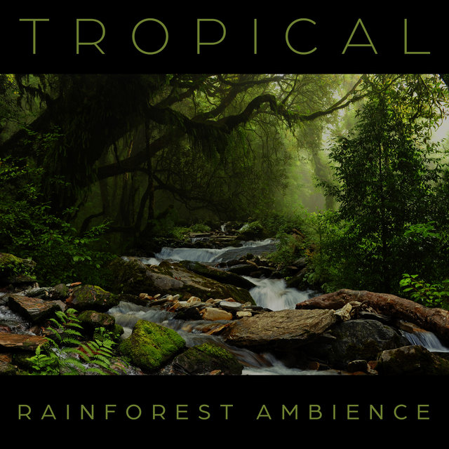 Tropical Rainforest Ambience: Relaxing Nature Sounds for Sleep, Study, Stress Relief, Spa