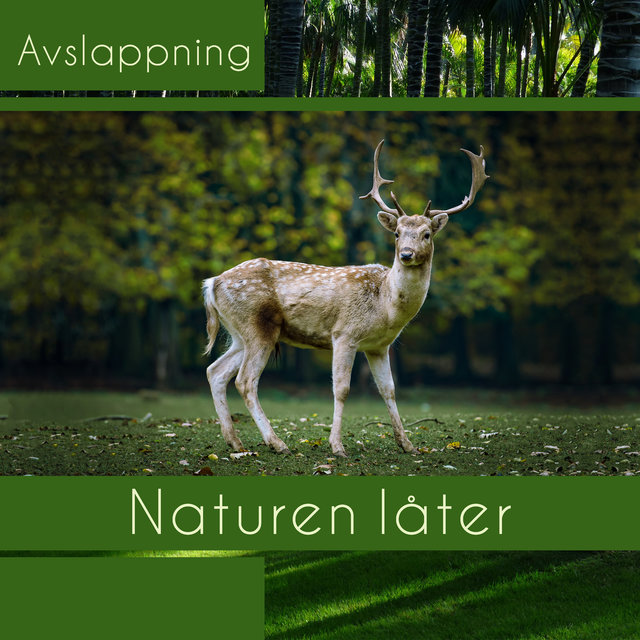 Avslappning (Naturen låter från skog, hav, gården och zen trädgård, Tillfället att slappna av och sova, Perfekt för meditation)