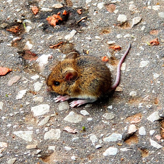 Thoughts Of The Mouse