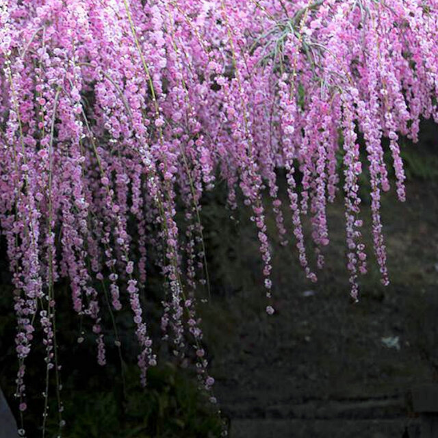 Blossoms
