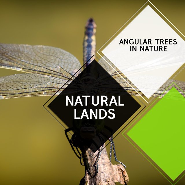 Natural Lands - Angular Trees in Nature