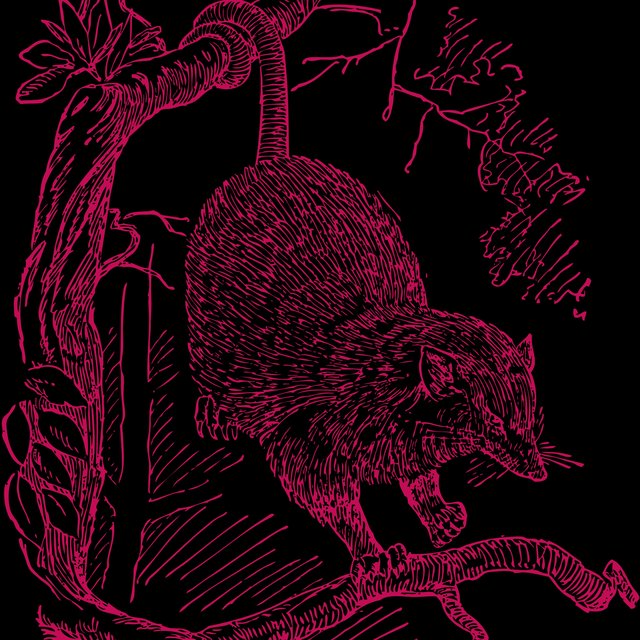 The Possum Album