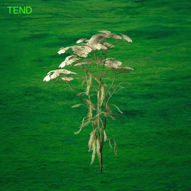 Tend (Live)