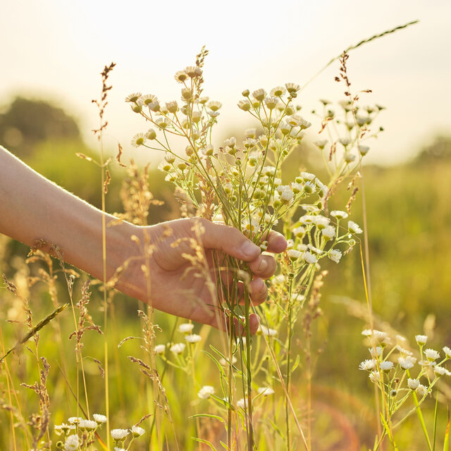 Wildflower Bliss: Nature's Harmonic Embrace