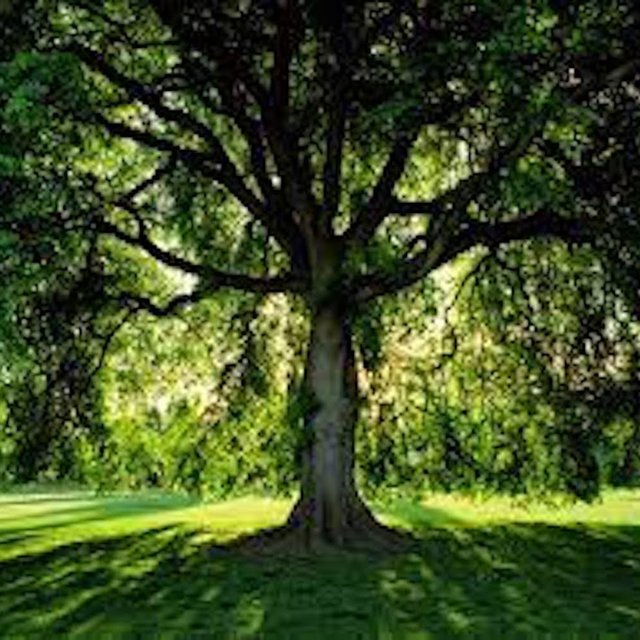 Elm