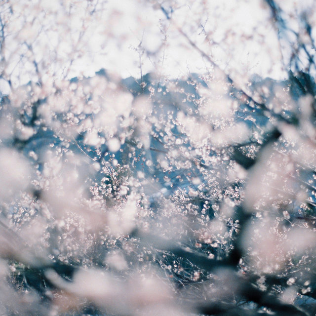april - tree