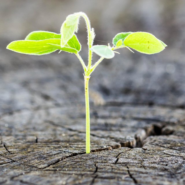 Hope