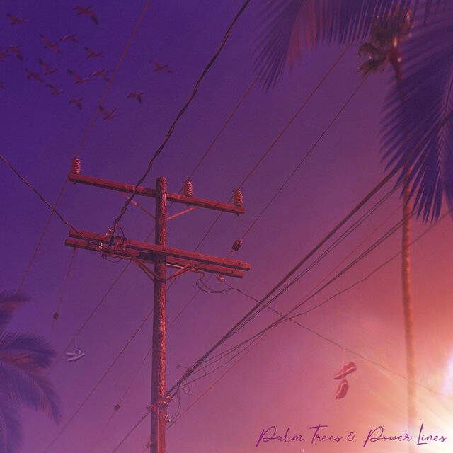 Palm Trees & Power Lines