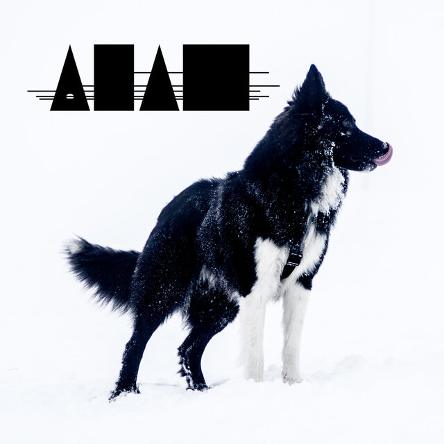 Winter animals