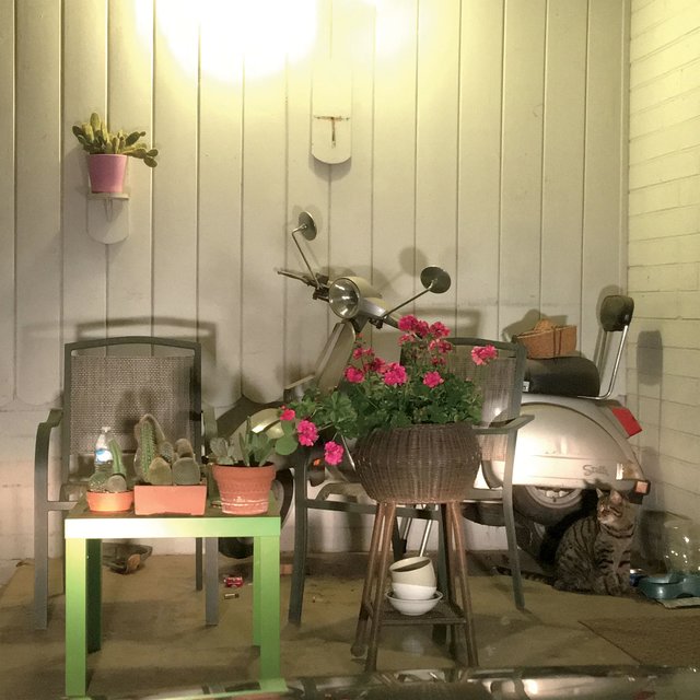 Repeat #4 AKA Desert Plants and Scooter in Carport