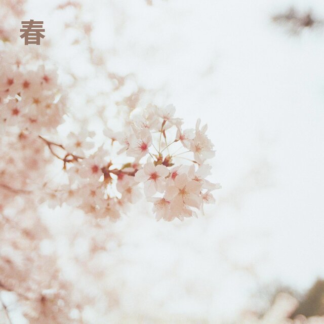 春 : cherry blossom