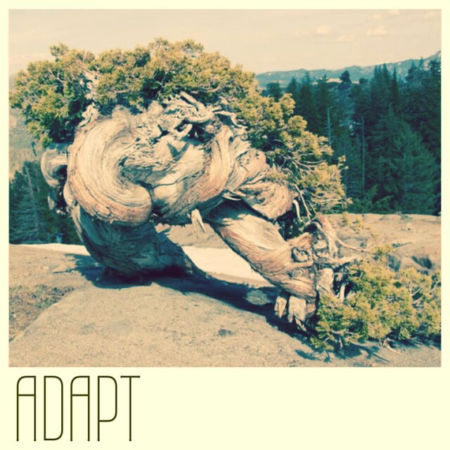 Adapt