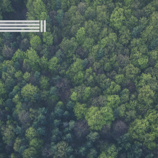 Ambiance Apaisante De La Forêt