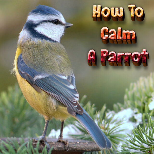 Calming Music For Restless Birds - Bird Sleep Music