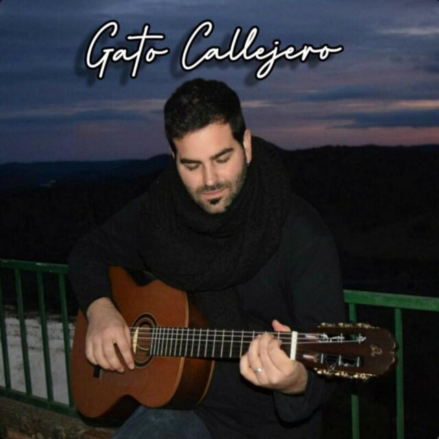 Gato callejero