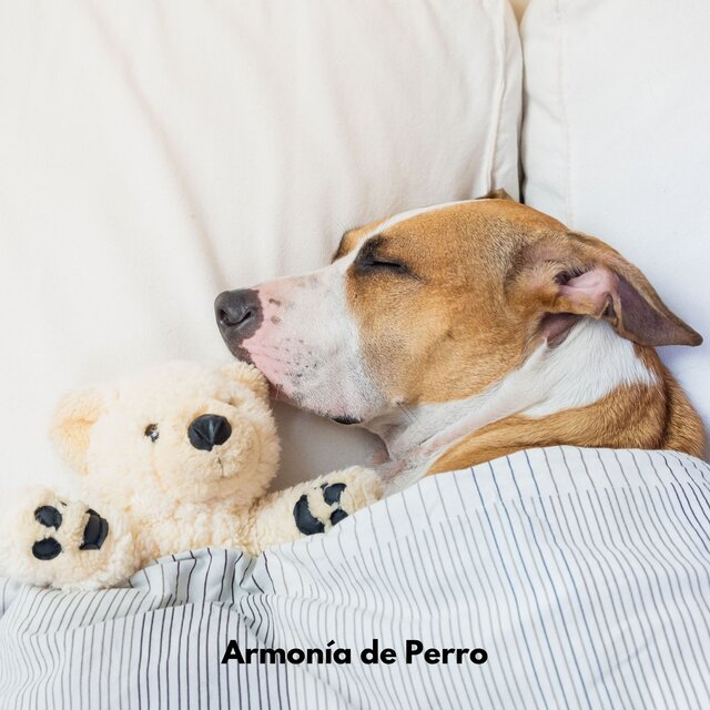 Armonía de Perro