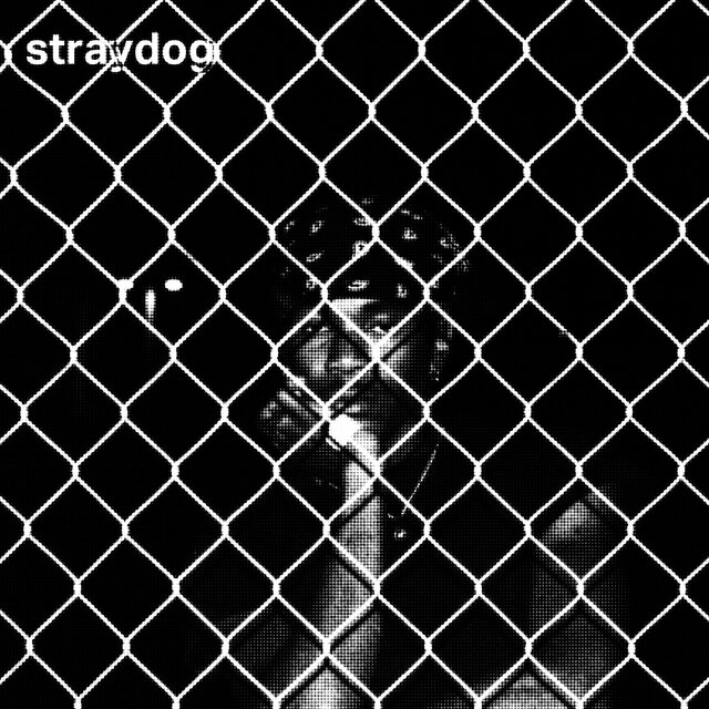 straydog