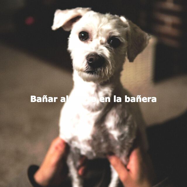 Bañar al perro en la bañera