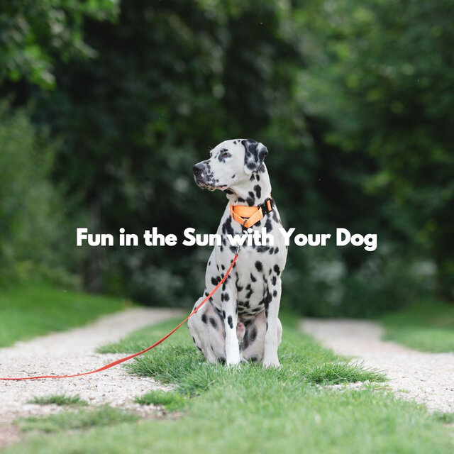 Fun in the Sun with Your Dog
