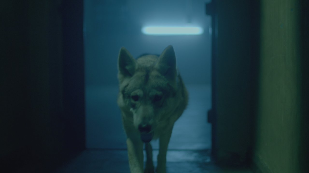 Wolfpack (Official Video)
