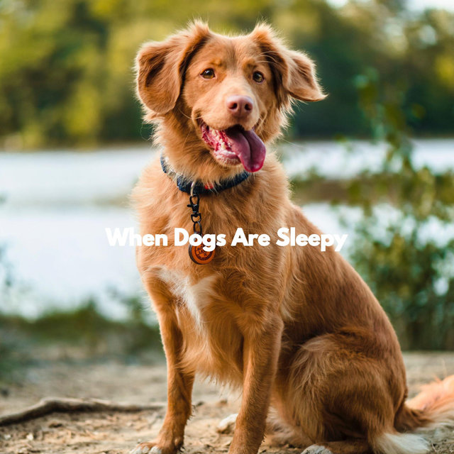 When Dogs Are Sleepy