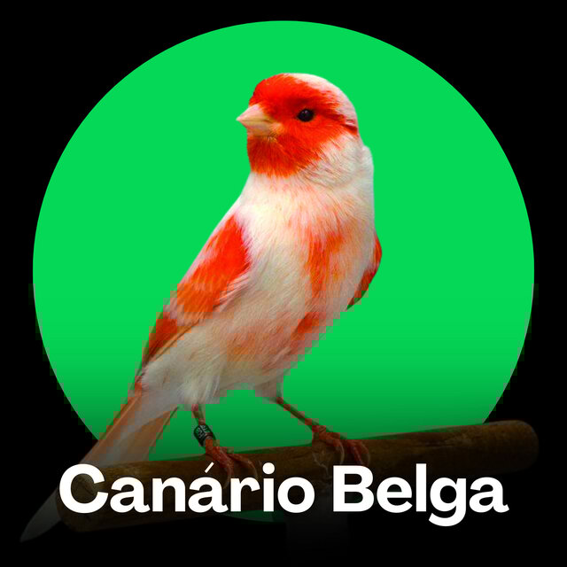 Canário Belga Cantos Poderosos para Estimular