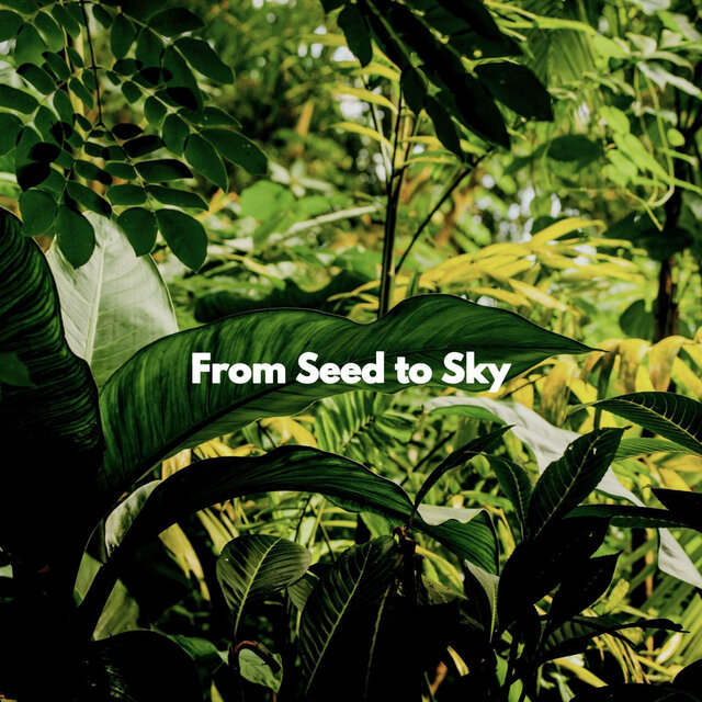 From Seed to Sky