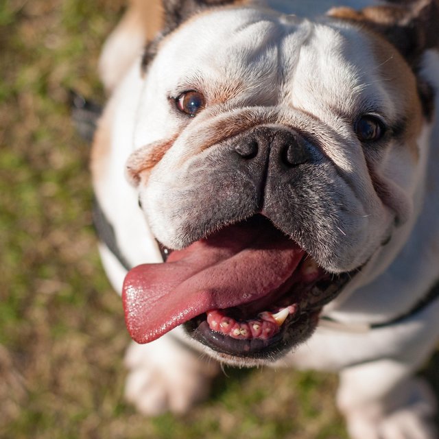 Bulldog
