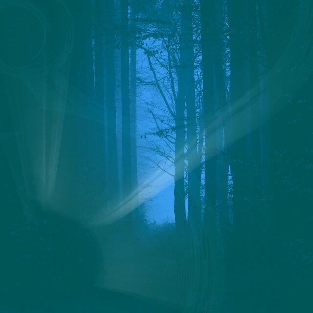 Chill Forest