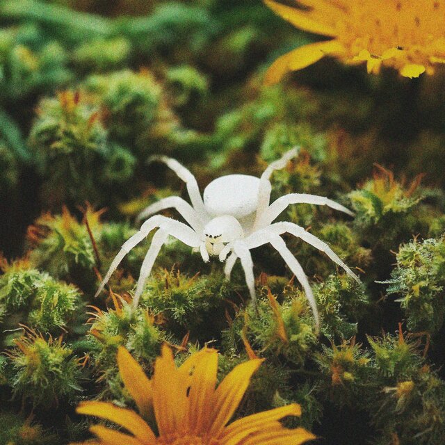 WHITE WIDOW (feat. IGLS)