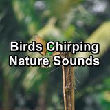 Calm Bird Sounds To Help Insomnia To Sleep With