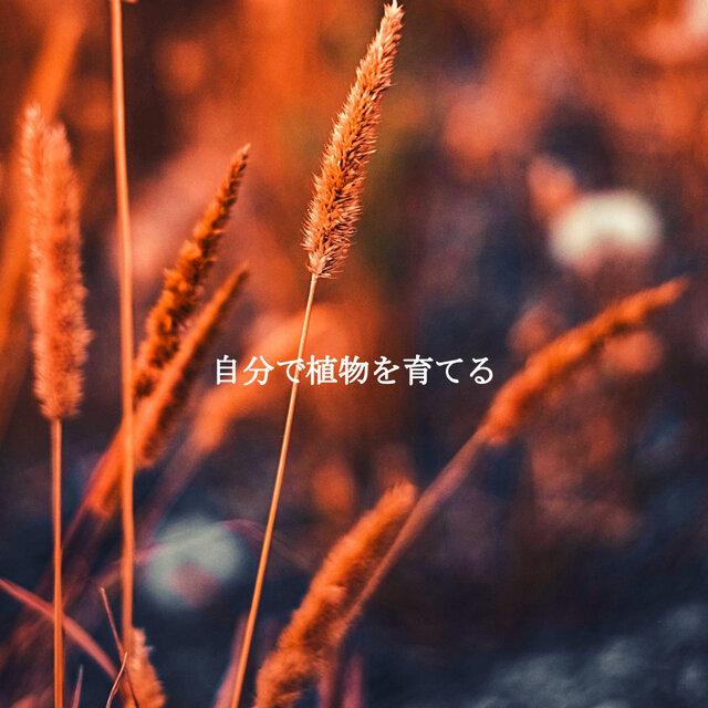 自分で植物を育てる