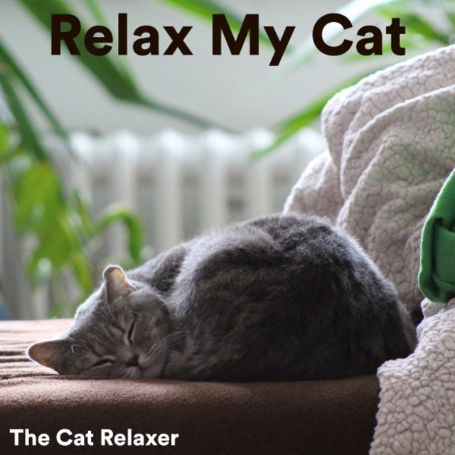 Relax My Cat