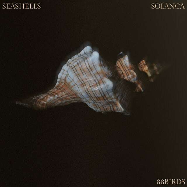 Seashells