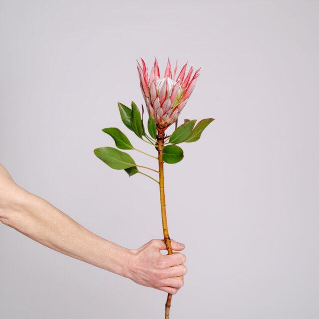 Cover art for album  by Spår Av Liv