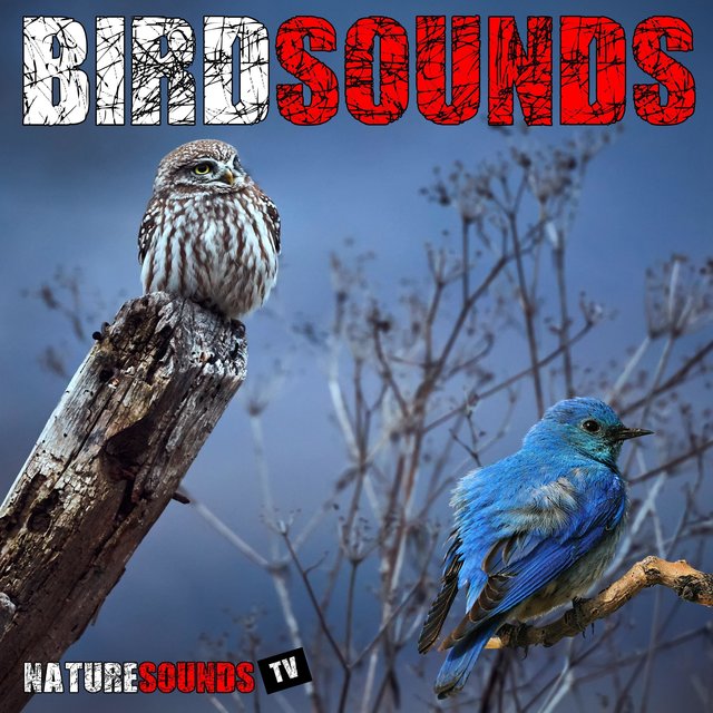 Bird Sounds