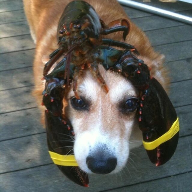 PERRO