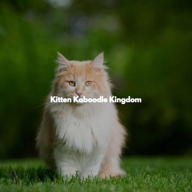 Kitten Kaboodle Kingdom