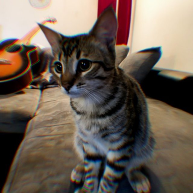 Cat on My Back + Bad Comedy