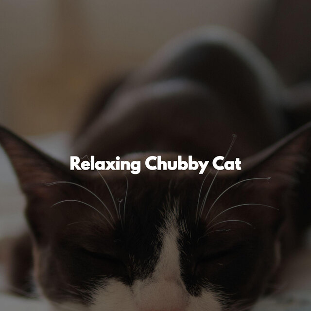 Relaxing Chubby Cat
