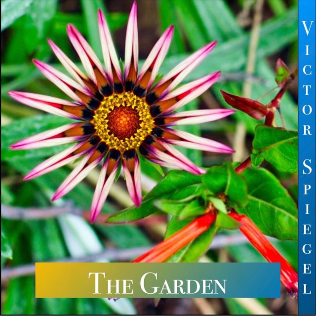 The Garden